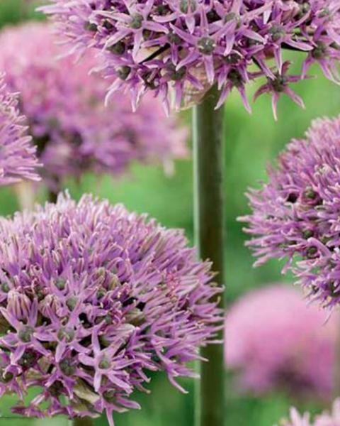 Allium New York 8/pkg