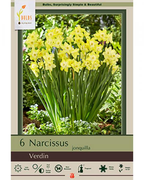 Narcissus Verdin