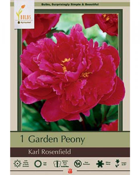 Paeonia Karl Rosenfield