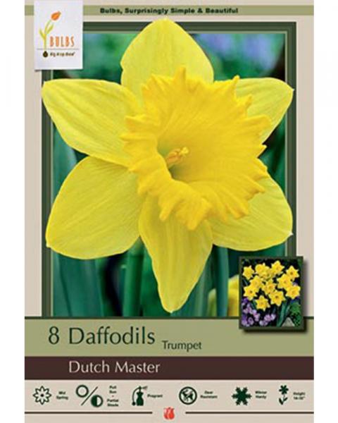 Daffodil Dutch Master