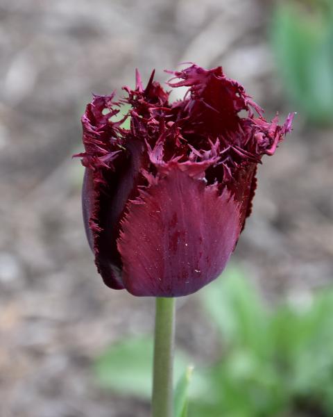 Tulip Parrot Black