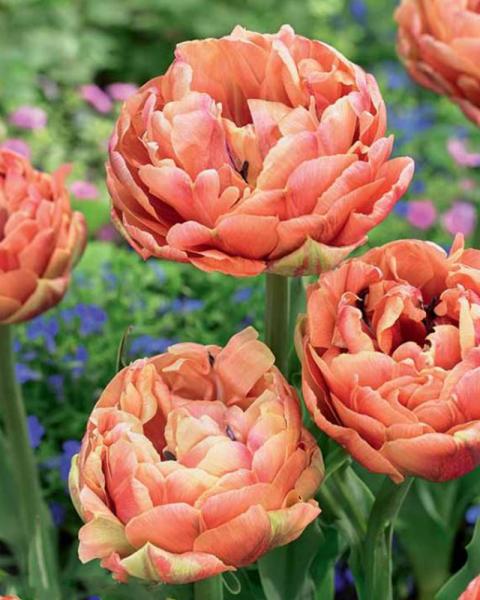 Tulip Dl Copper Image