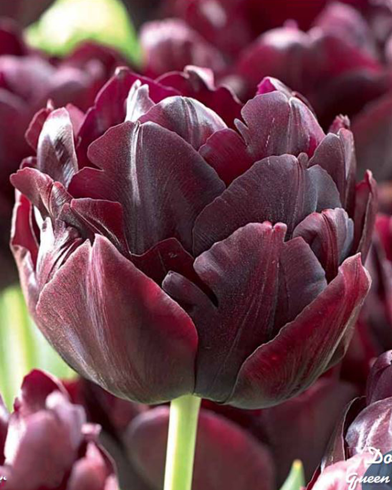 Tulip Dl Black Hero