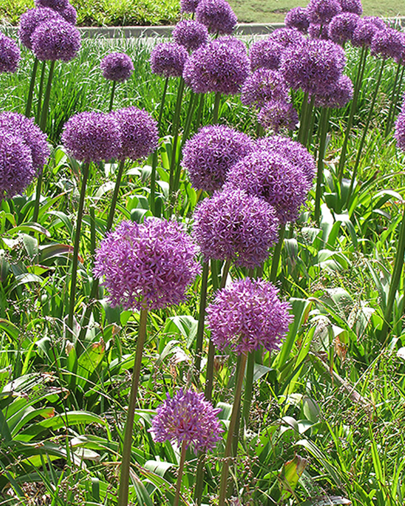 Allium Giganteum 1/pkg