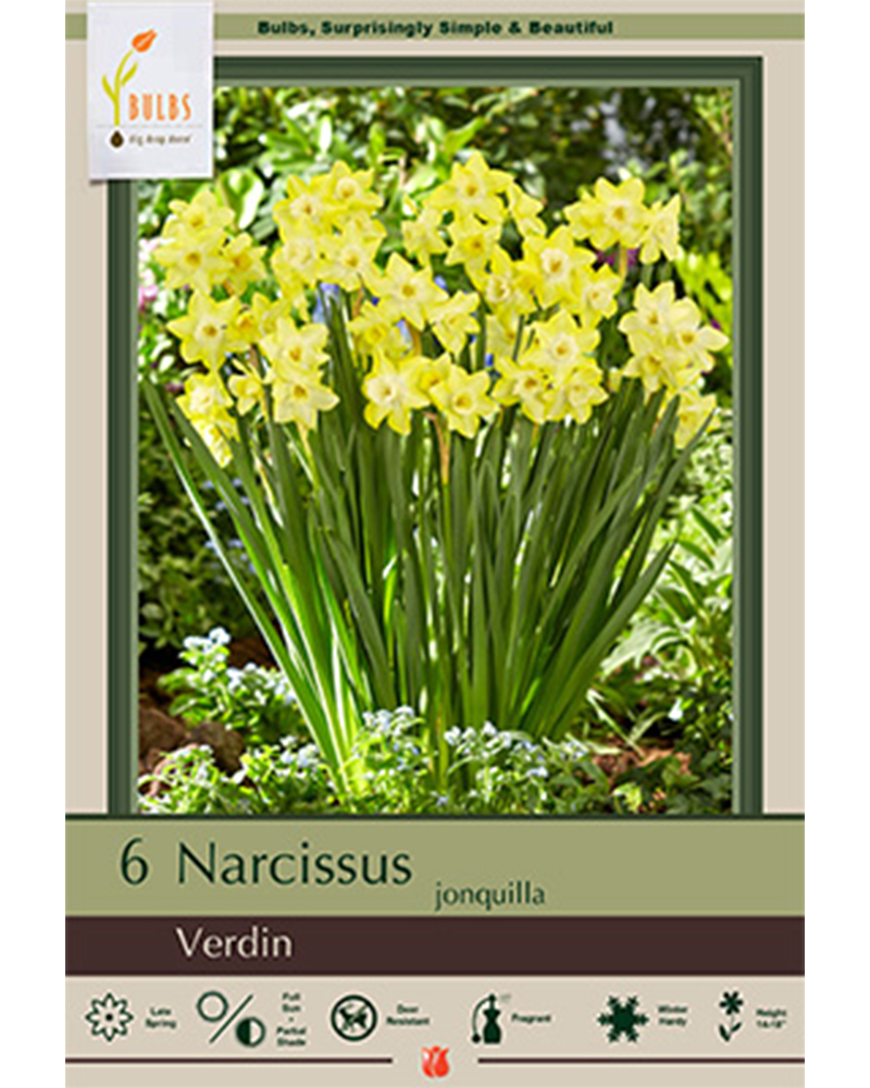 Narcissus Verdin