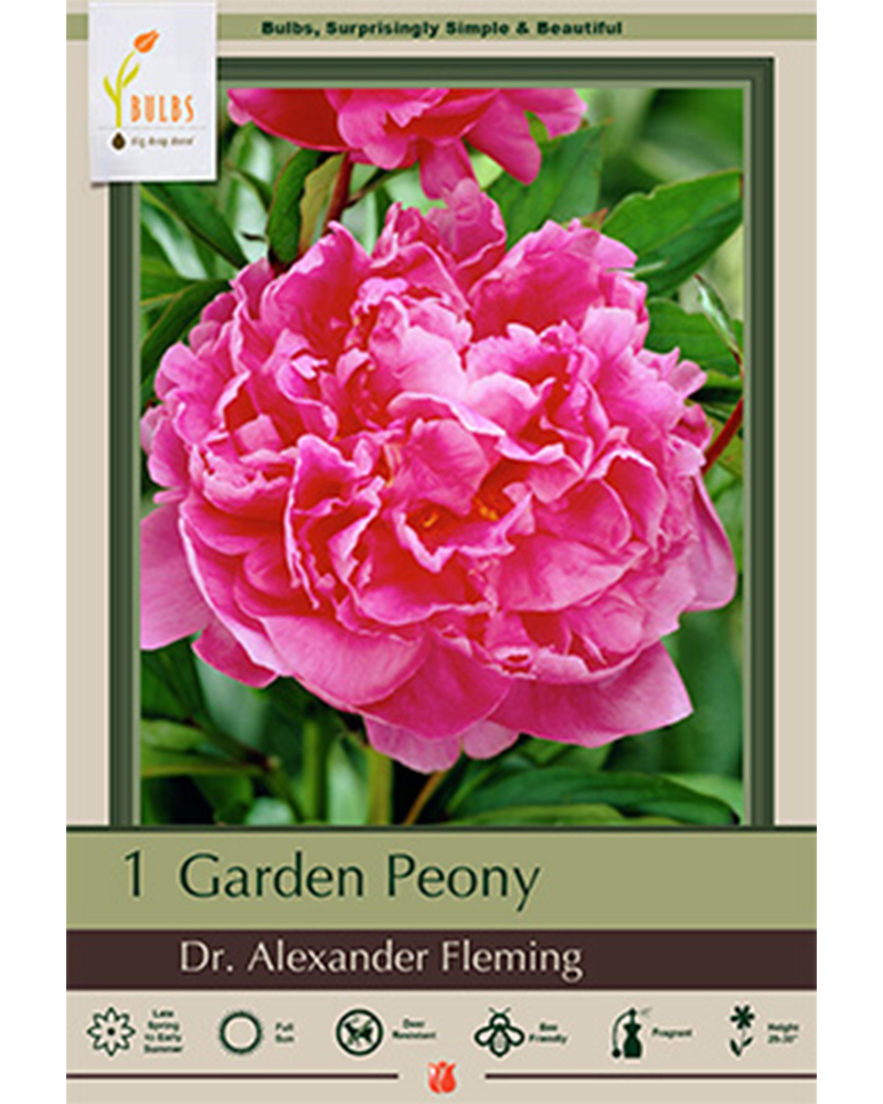 Paeonia Dr Alexander Fleming