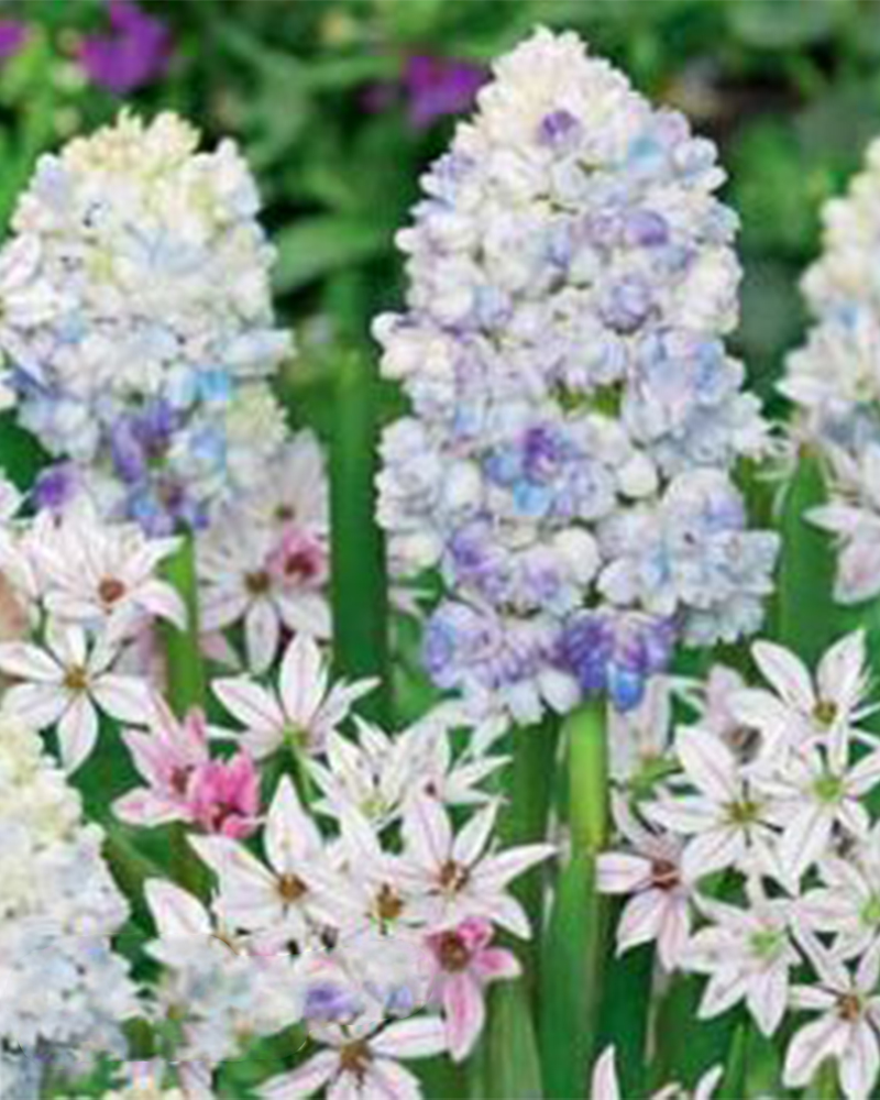 Muscari/allium Ice Crystals Blen