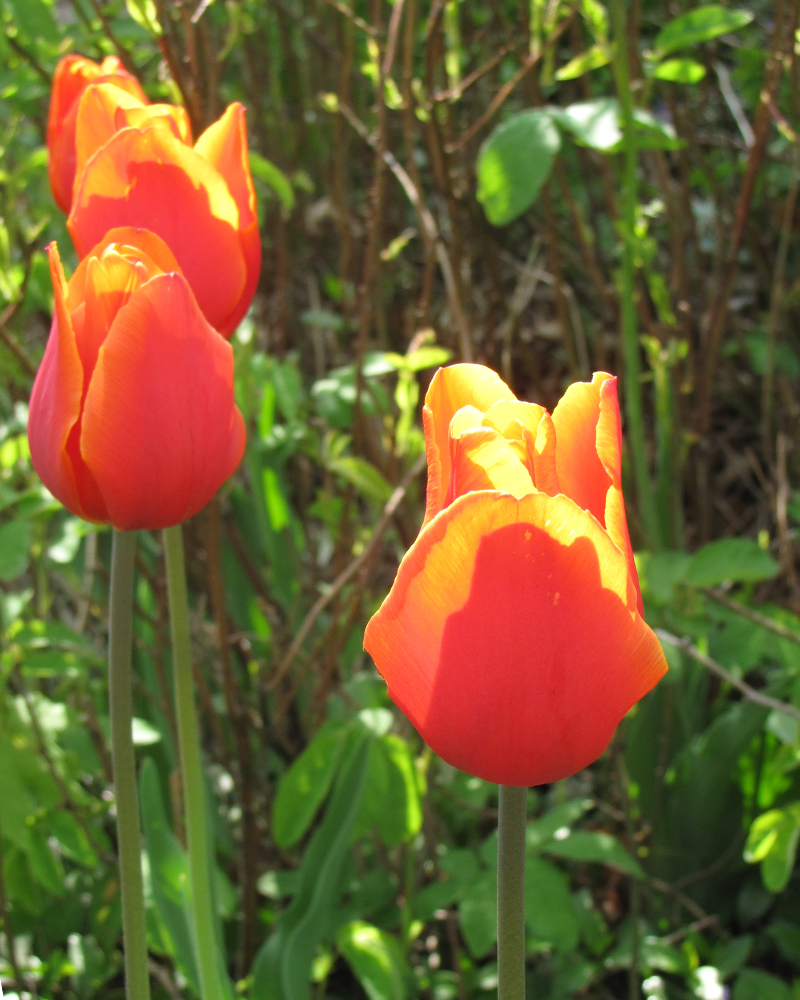 Tulip Orange 50 bulbs/pkg