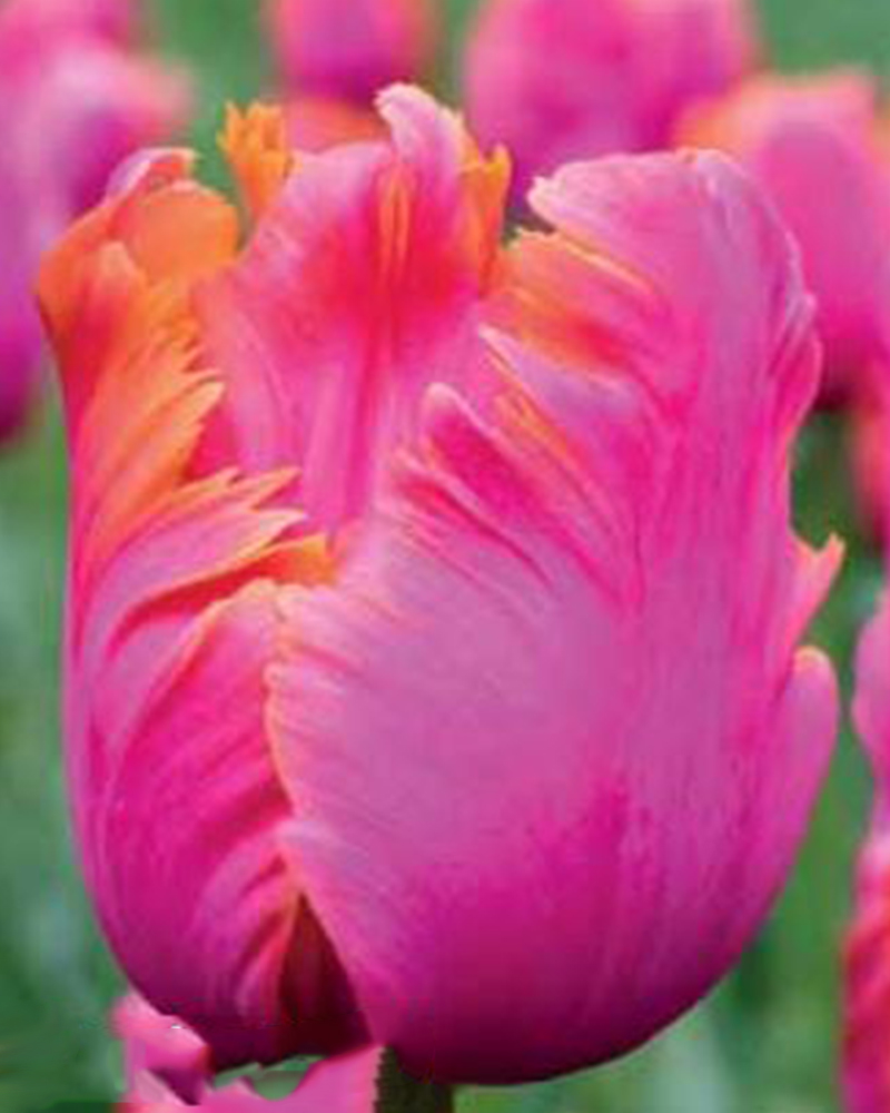 Tulip Parrot Amazing