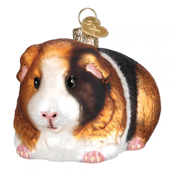 Old World Guinea Pig