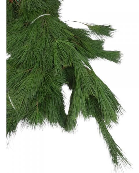 Garland White Pine 50 Feet