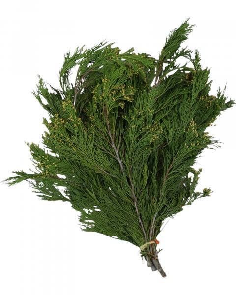 Boughs Incense Cedar 1.5 Pounds