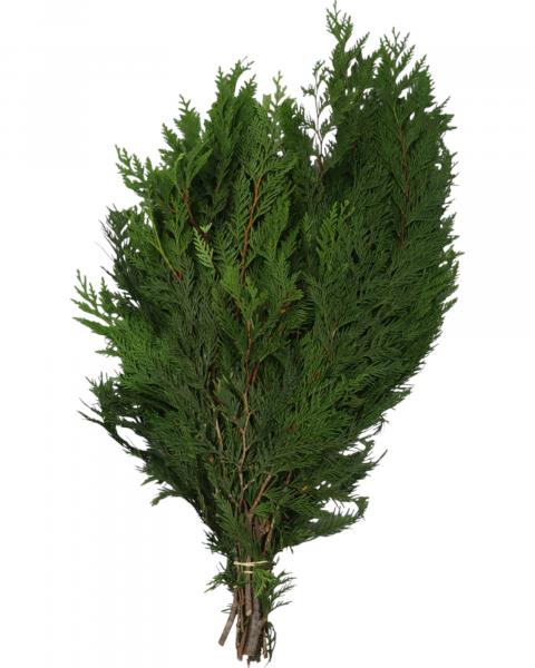 Boughs Western Red Cedar 1.5 Lbs