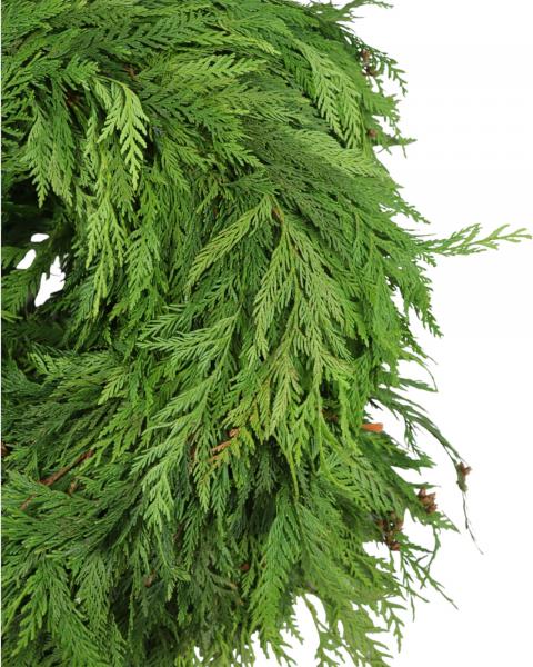 Garland Western Cedar 25 Foot