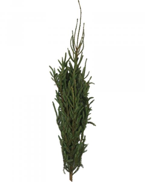 Spruce Tip 24-36"