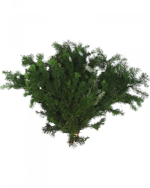 Boughs Silver Fir 1.5 Pounds