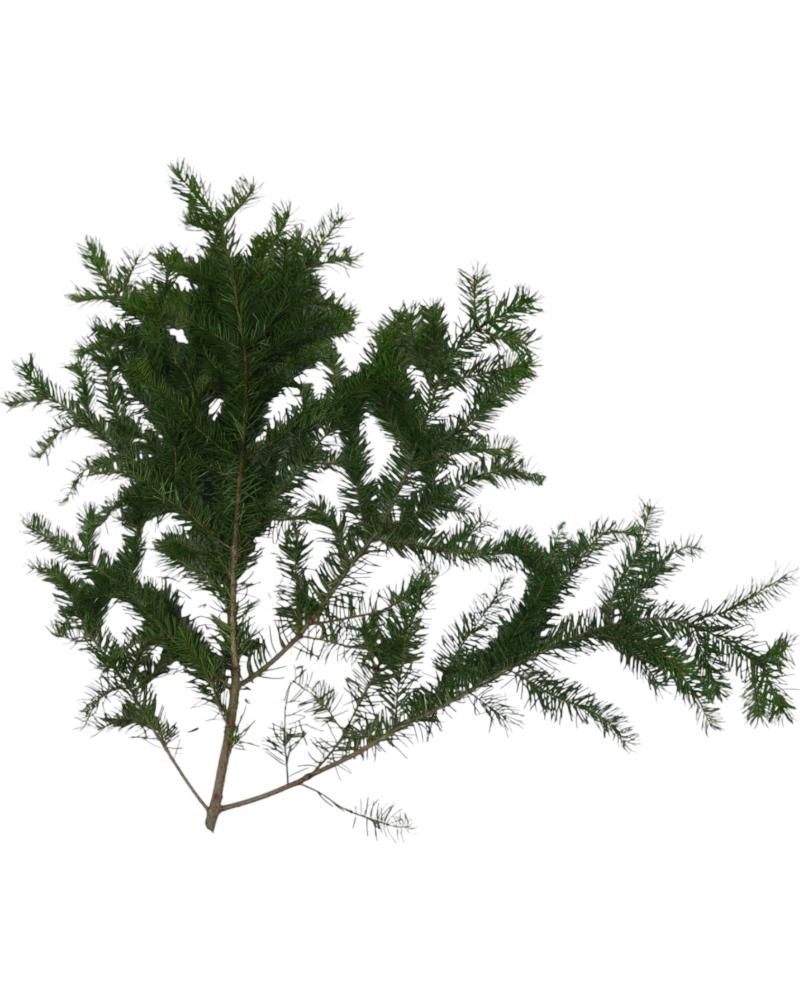 Boughs Douglas Fir 1 Pound