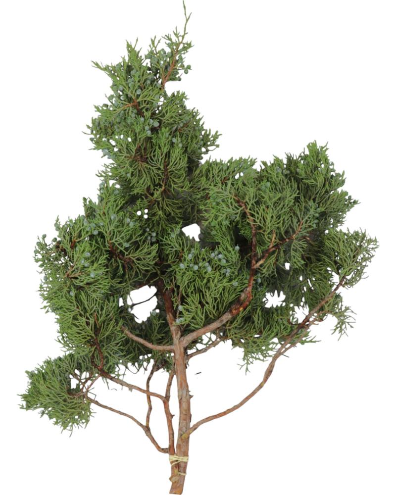 Boughs Juniper 1.5 Pounds