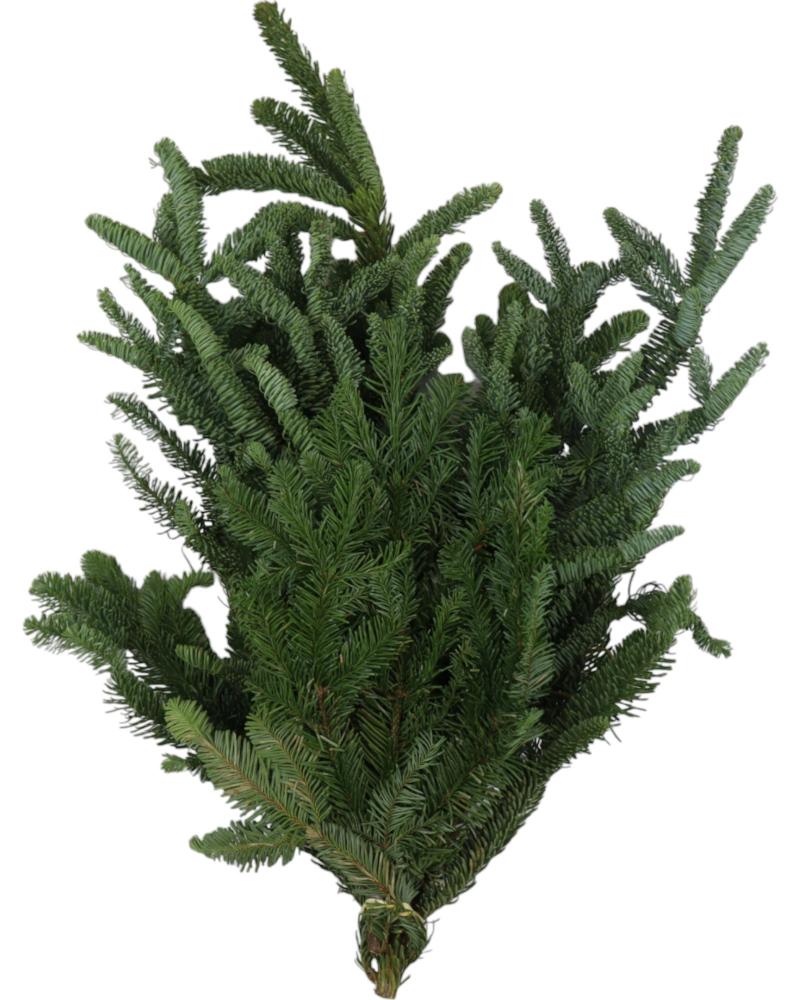 Boughs Noble Fir 1.5 Pounds