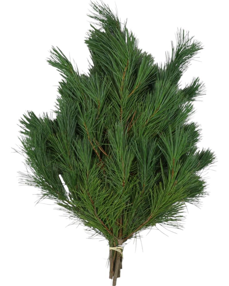 Boughs Princess Pine 1.5 Pounds