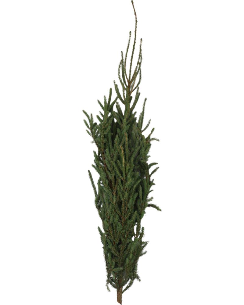 Spruce Tip 24-36"