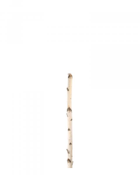 Birch Pole 3'