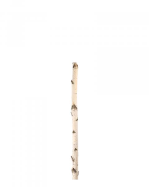 Birch Pole 4'