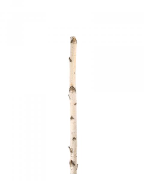 Birch Pole 6'