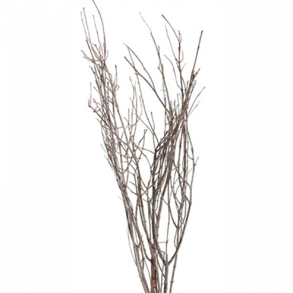 Jay Branches Pkg Frosted