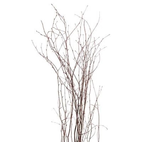 Birch Branches Pkg Natural