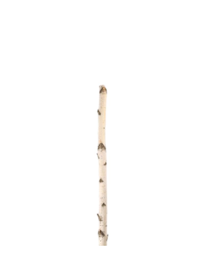 Birch Pole 4'