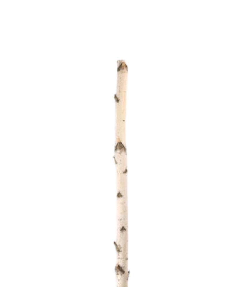 Birch Pole 6'