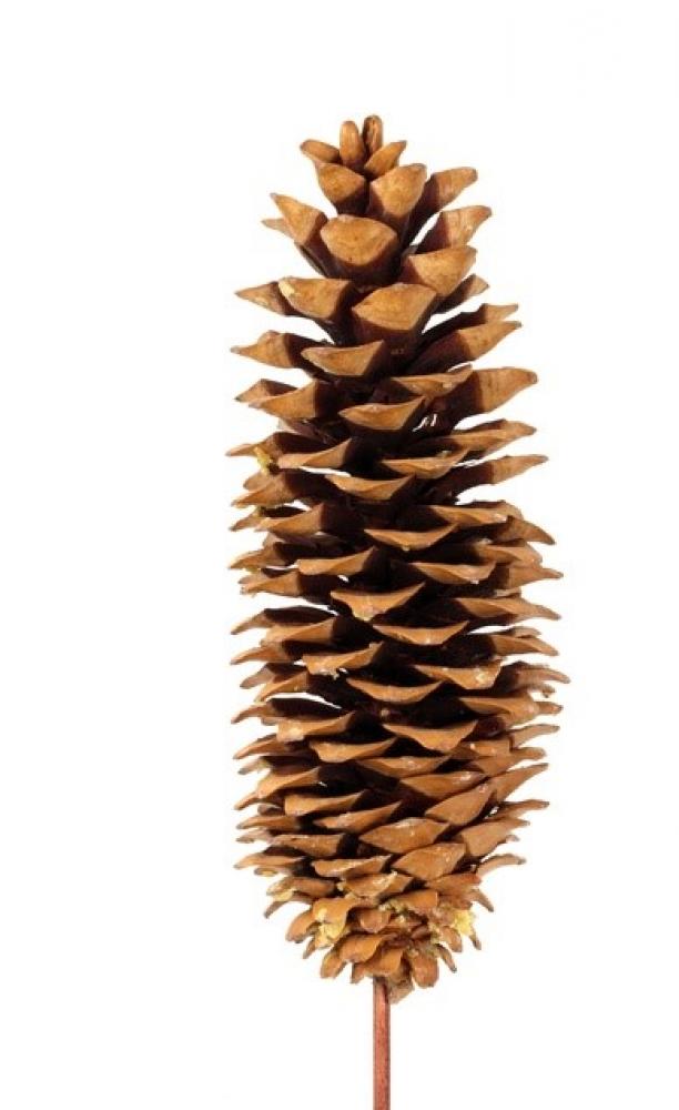 Sugar Cone On Stick Natural 9-12 Inch Height