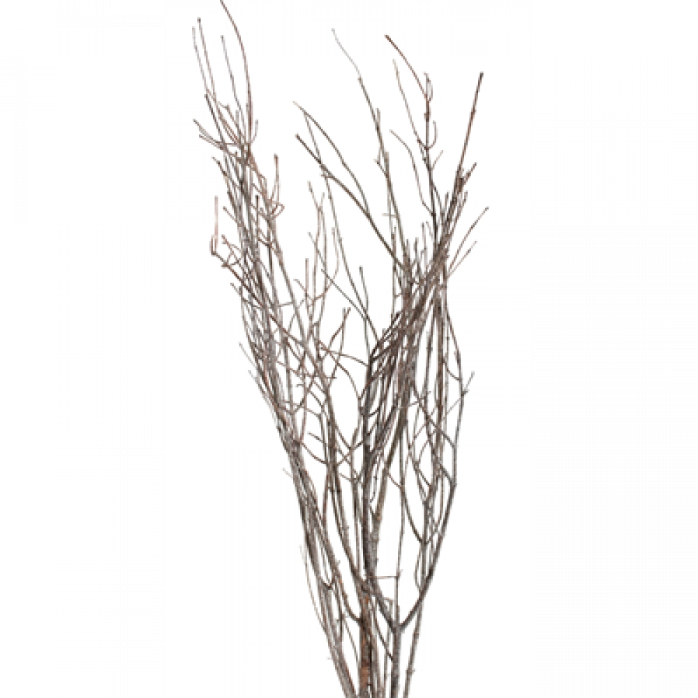 Jay Branches Pkg Frosted