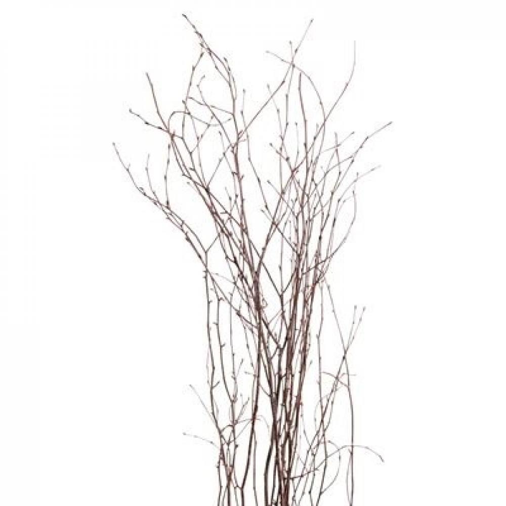 Birch Branches Pkg Natural