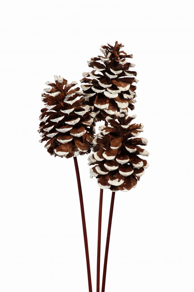 Pine Cones Lg Pkg Of 3 White Tip