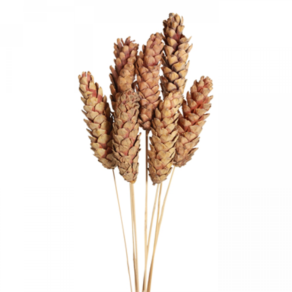 Pine Cones Strobus Pkg 6 Nat