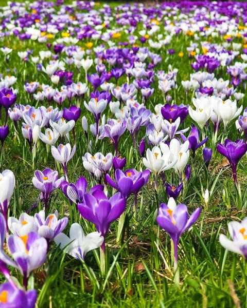 Crocus Large Flowering Mix 15 bulbs/pkg