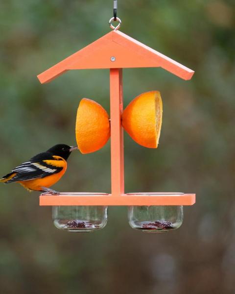 Ecocycle Orange/jelly Feeder