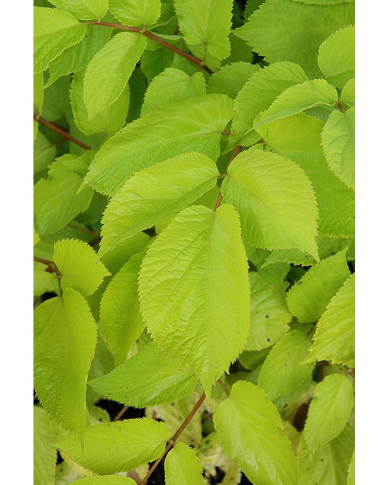 Aralia Sun King 2#