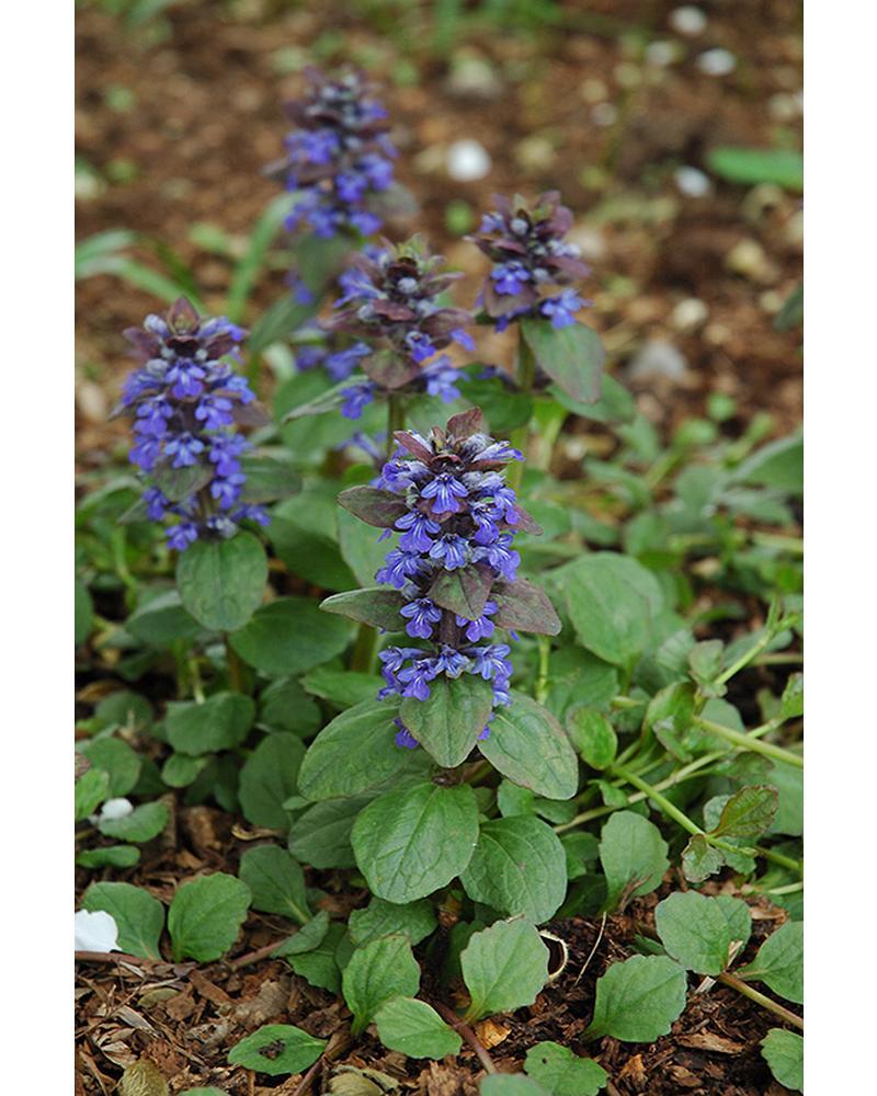 Ajuga Catlins Giant 306 Pack