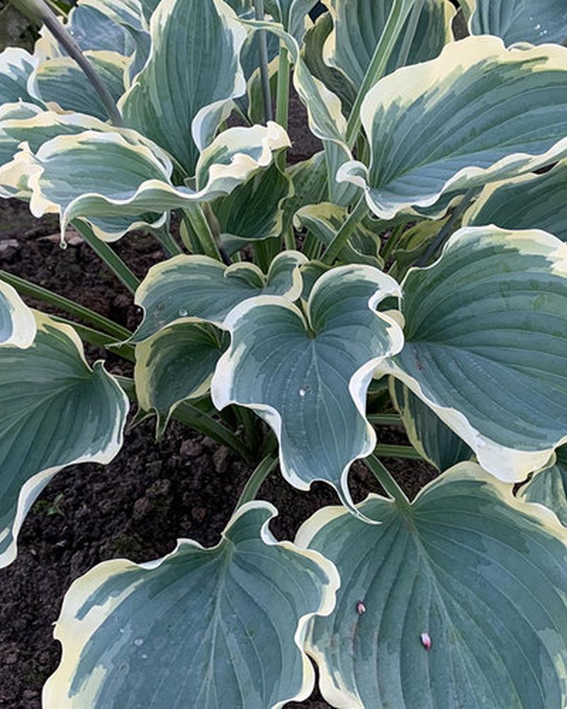 Hosta Sh Hope Springs Eternal Pw