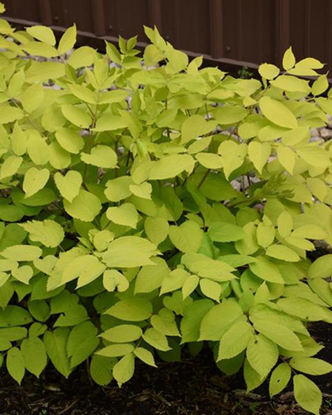 Aralia Sun King