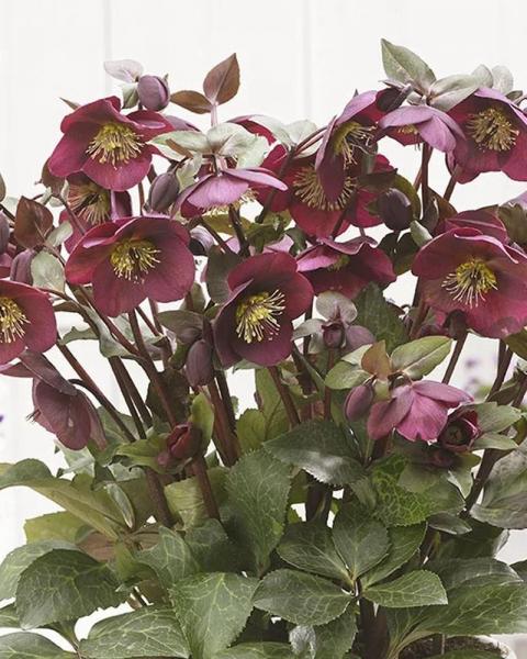 Helleborus Frostkiss Anna's Red