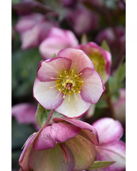 Helleborus Frostkiss Glend's