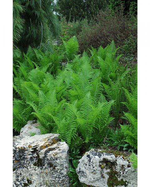 Fern Ostrich