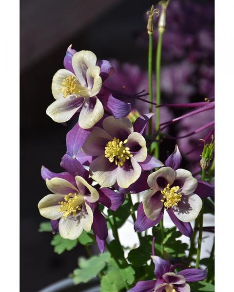 Aquilegia Earlybird Purple Yello