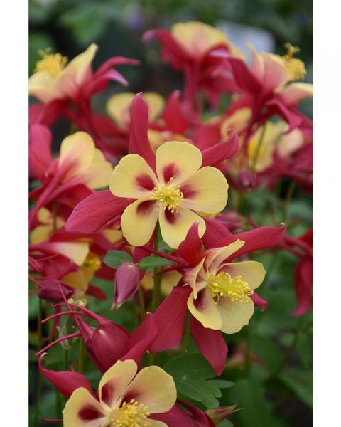 Aquilegia Earlybird Red Yellow