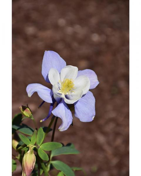 Aquilegia Earlybird Blue White