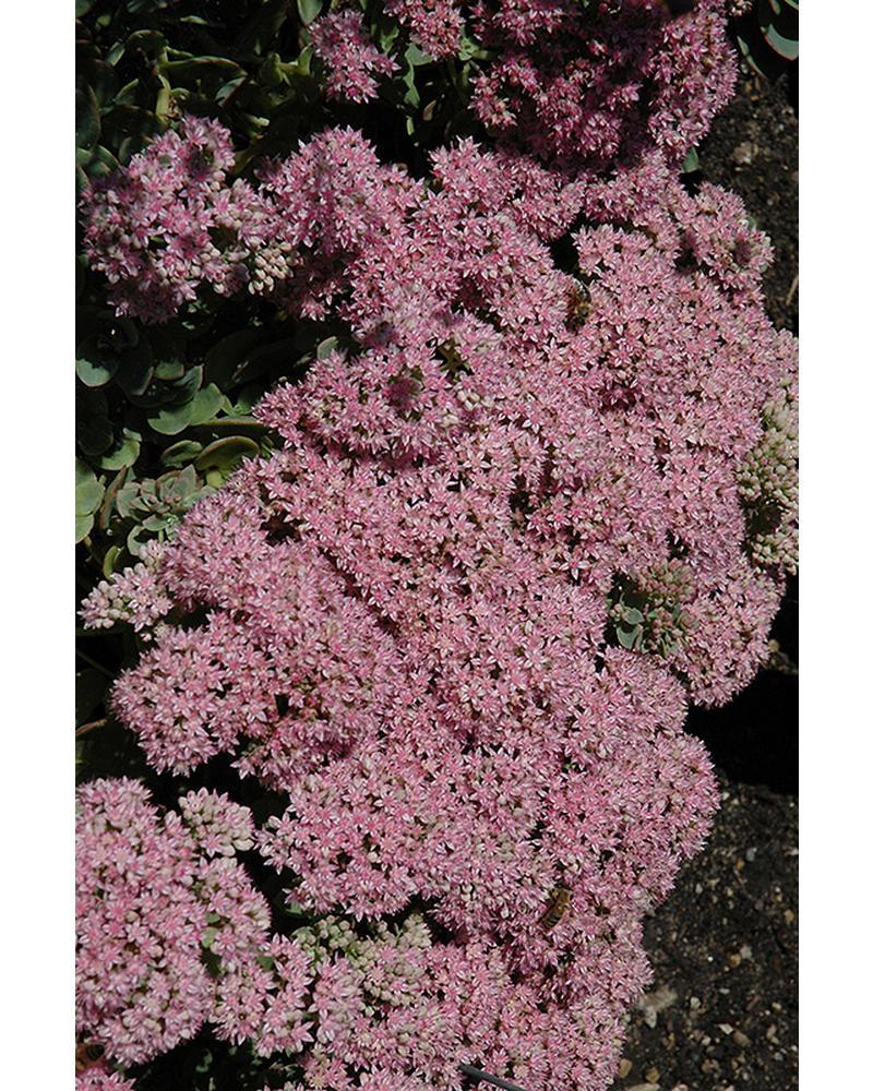 Sedum Ss Lime Zinger